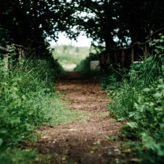 A woodland path