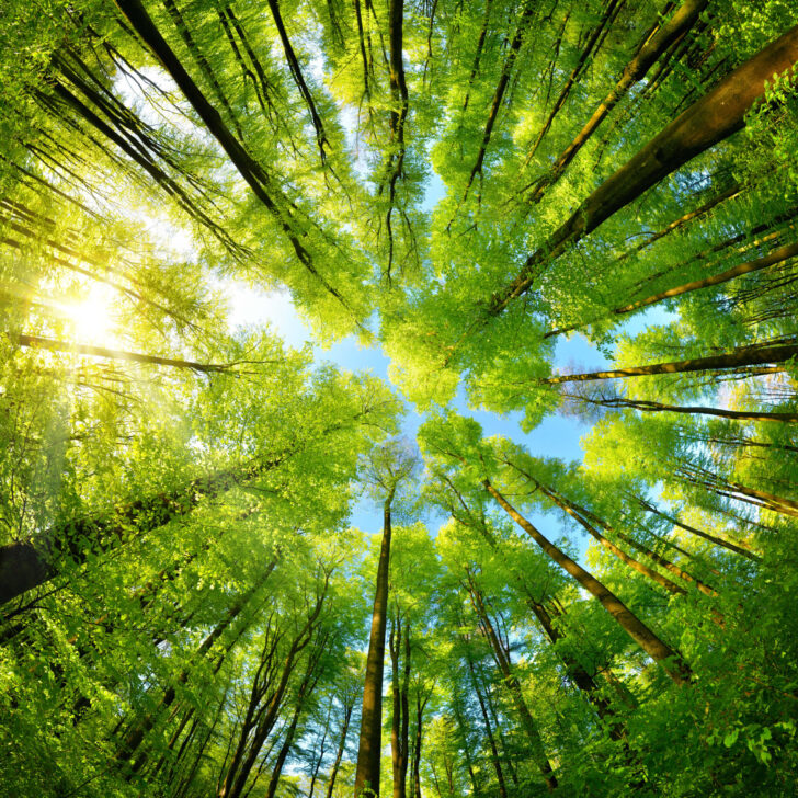 Aerial view of a lush green forest, showcasing dense trees and vibrant foliage under bright sunlight