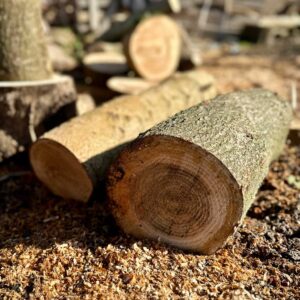 Freshly cut rowan log showing natural grain before turning into vessels including Rooted.