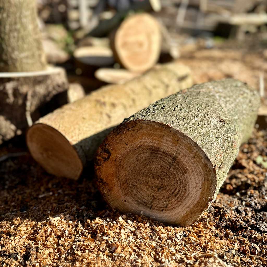 Freshly cut rowan log showing natural grain before turning into vessels including Rooted.