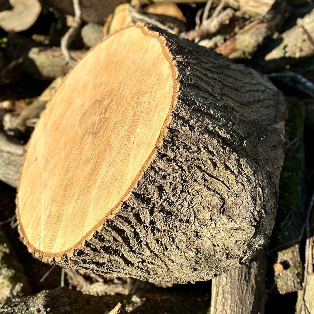 End grain of a freshly cut sycamore log before turning into the Rooted vessel.
